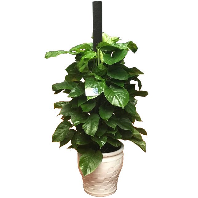 Cây Trầu Bà Cột