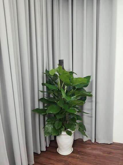 Cây Trầu Bà Cột 2
