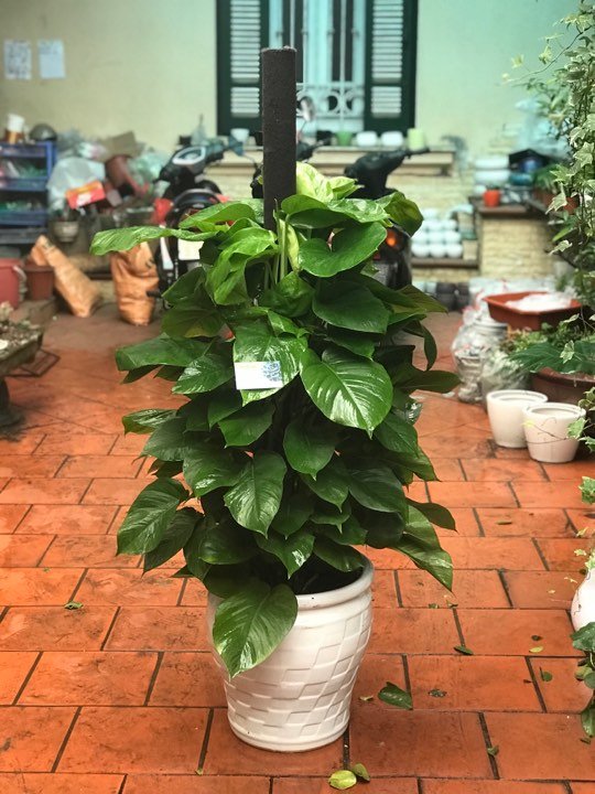 Cây Trầu Bà Cột 3