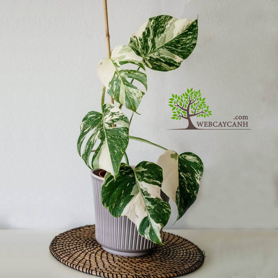 Cây Monstera Albo 3
