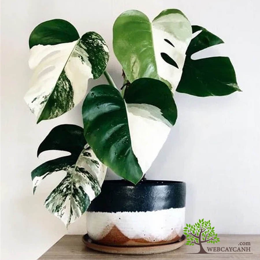Cây Monstera Albo 2