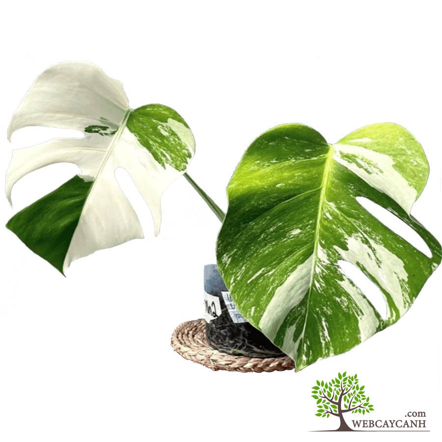 Cây Monstera Albo