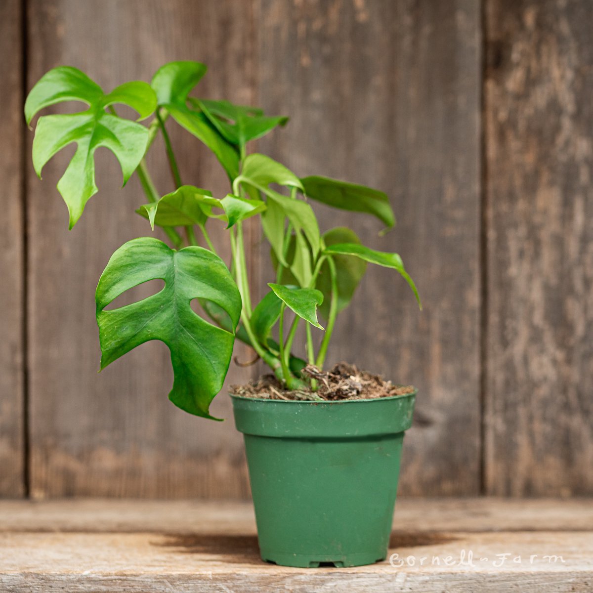 Cây Mini Monstera 2