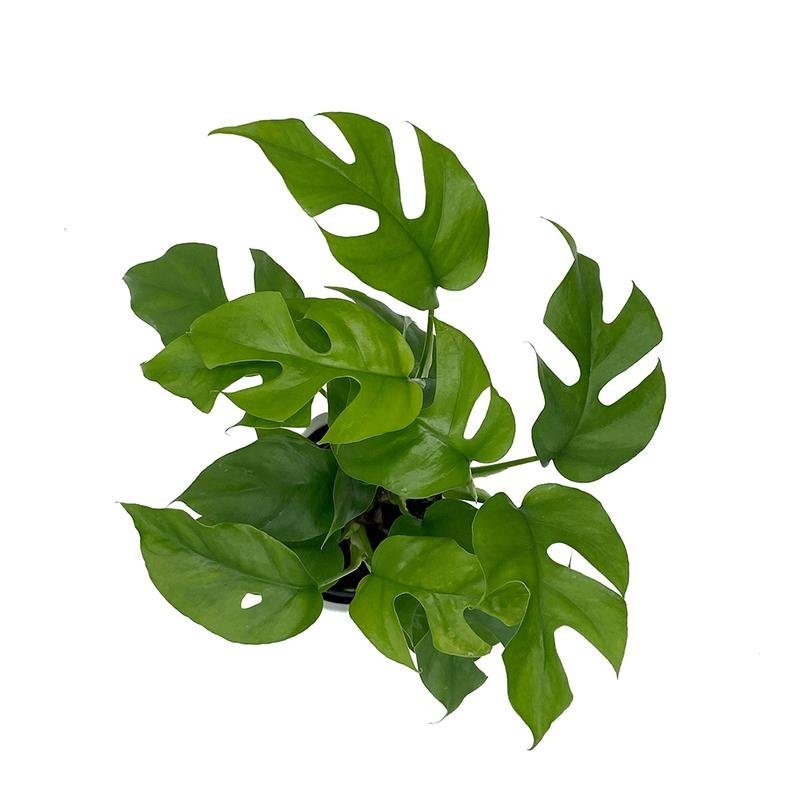 Cây Mini Monstera