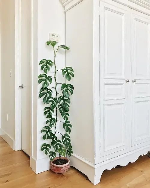 Cây Mini Monstera 3