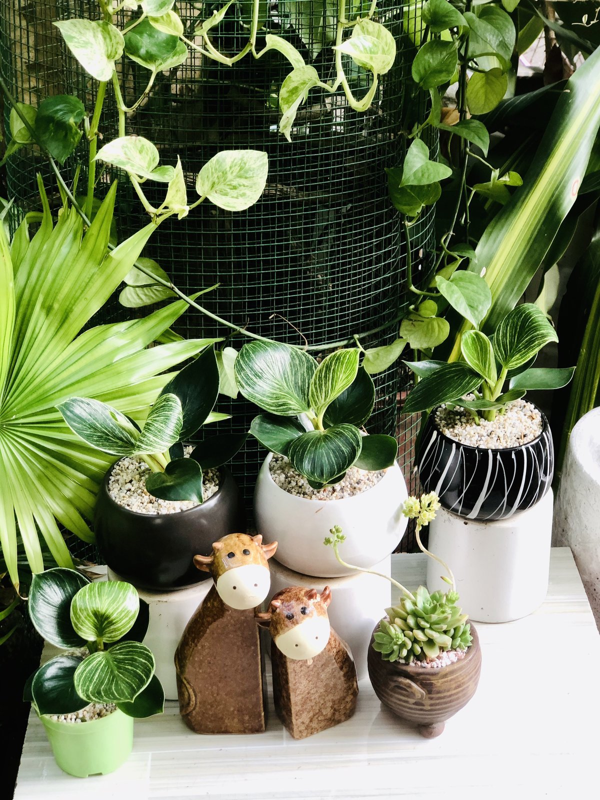 Cây Đế Vương Hoàng Kim