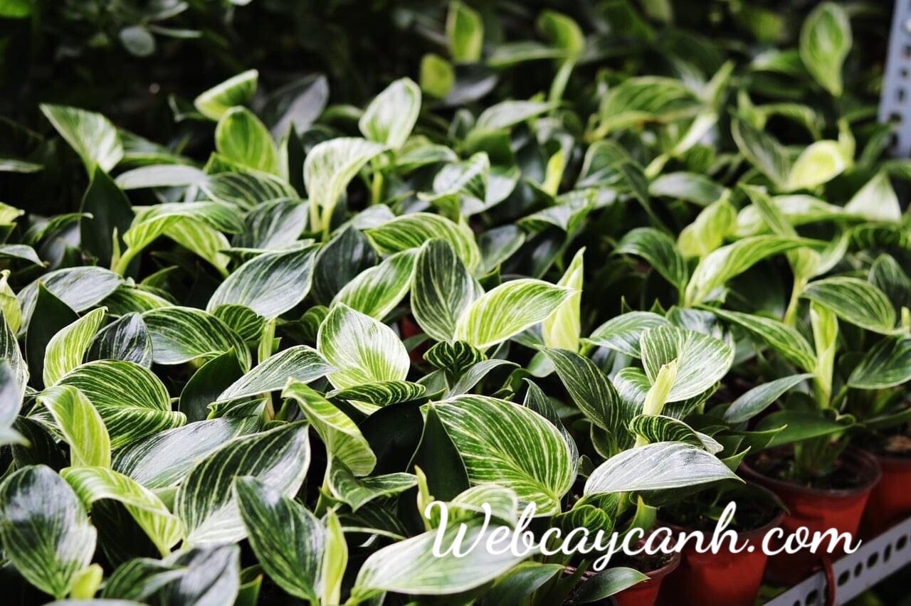 Cây Đế Vương Hoàng Kim 3