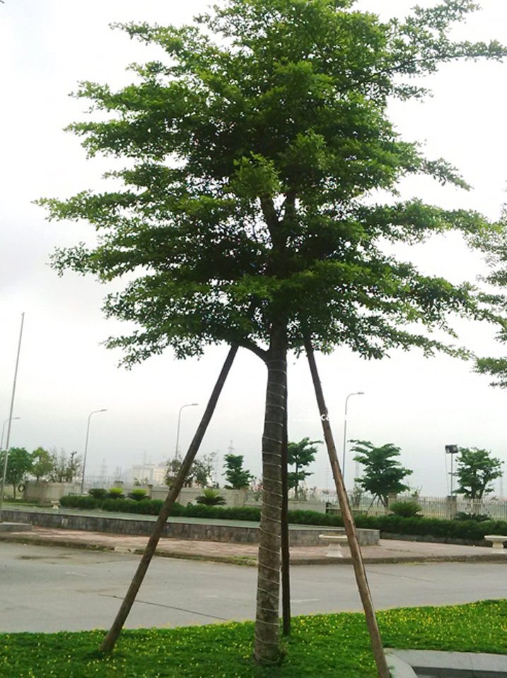 Cây Bàng Đài Loan 2