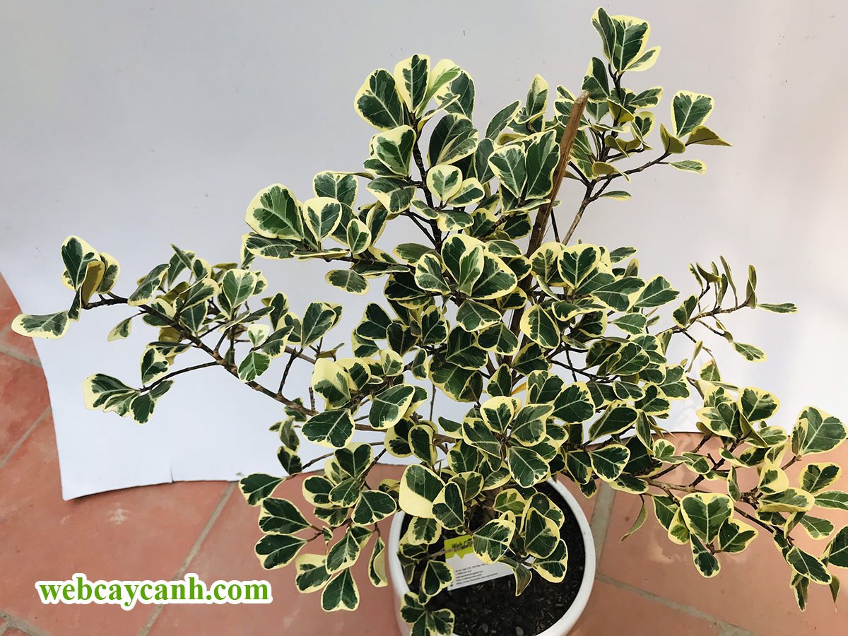 Cây Bàng Cẩm Thạch Lá Tim 3