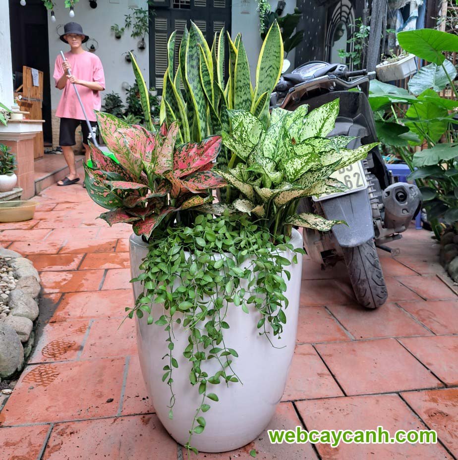 Cây Lưỡi Hổ Mix 3