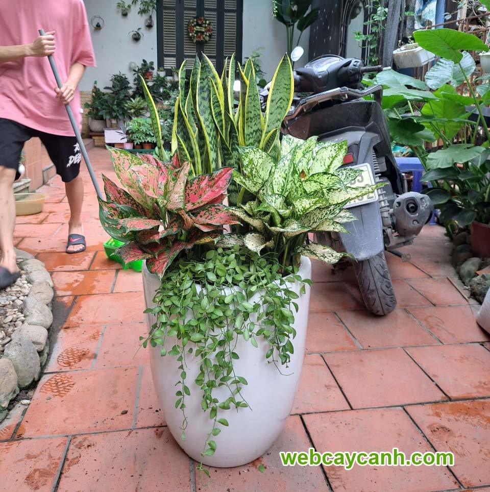 Cây Lưỡi Hổ Mix 2