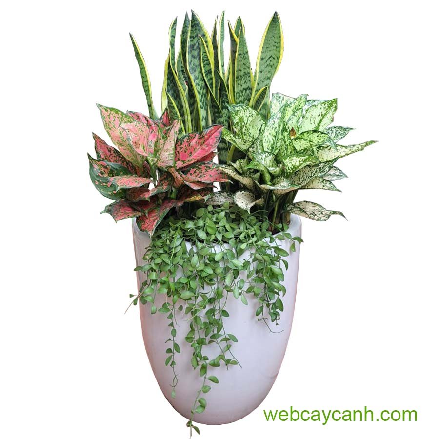 Cây Lưỡi Hổ Mix