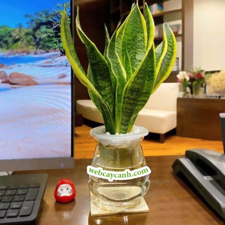 Cây Lưỡi Hổ Thủy Sinh 2