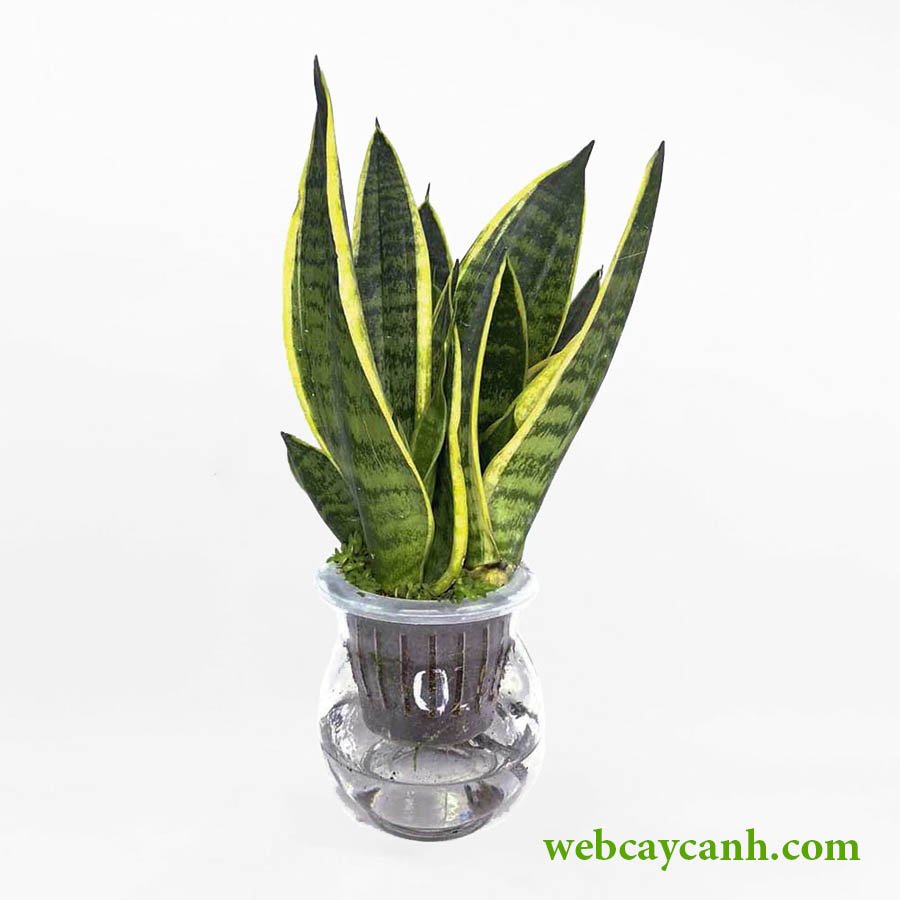 Cây Lưỡi Hổ Thủy Sinh