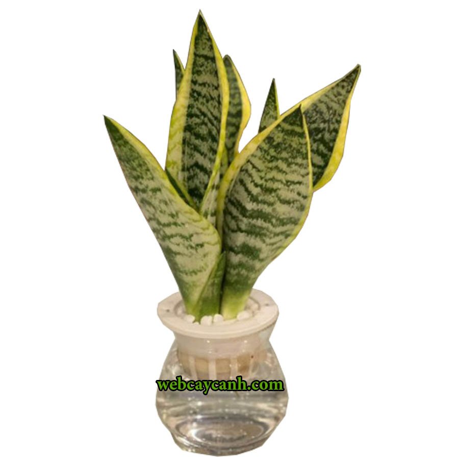 Cây Lưỡi Hổ Thủy Sinh 3
