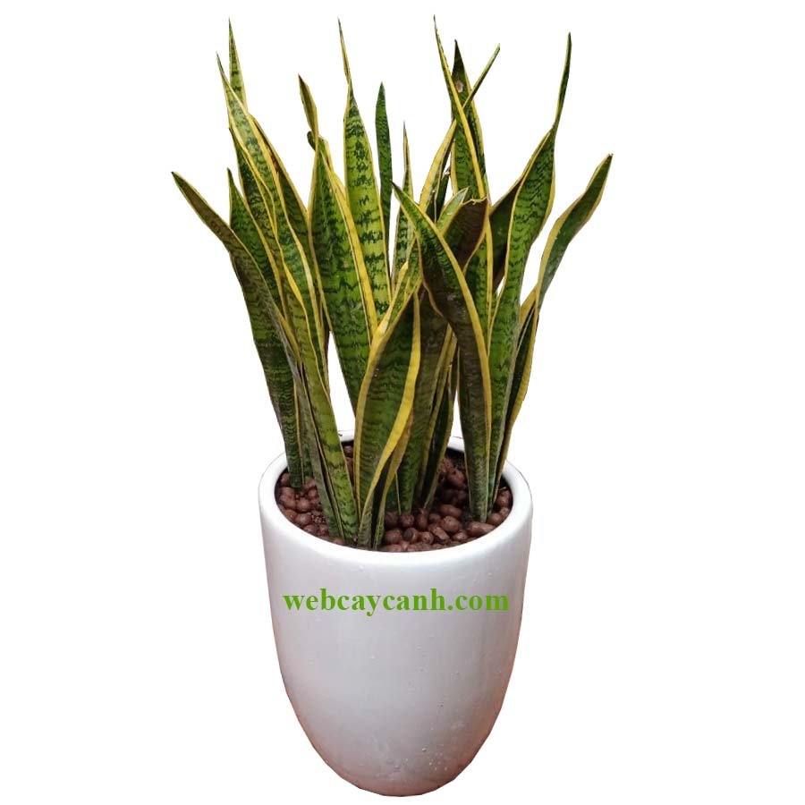 Cây Lưỡi Hổ Đại
