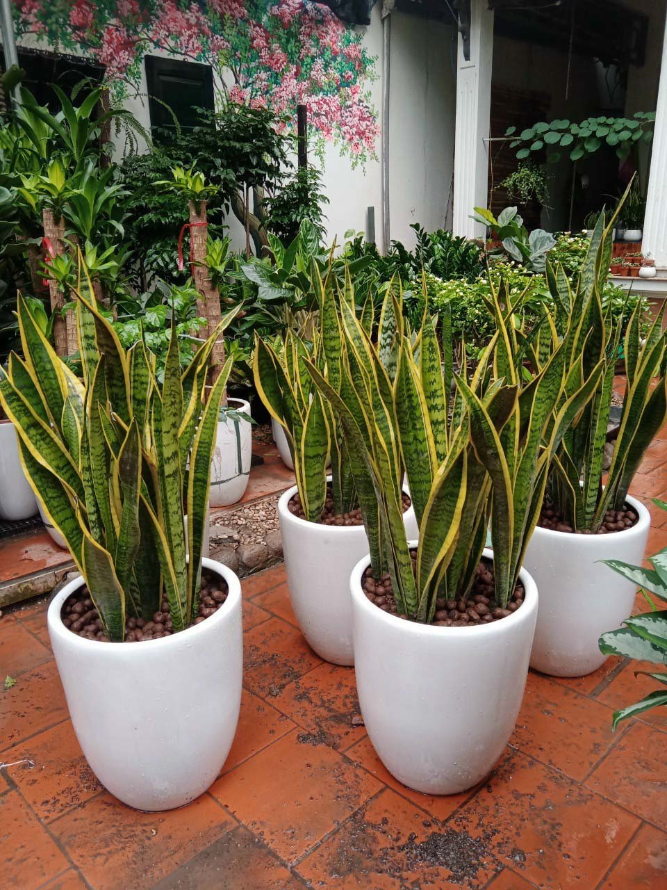 Cây Lưỡi Hổ Đại 2