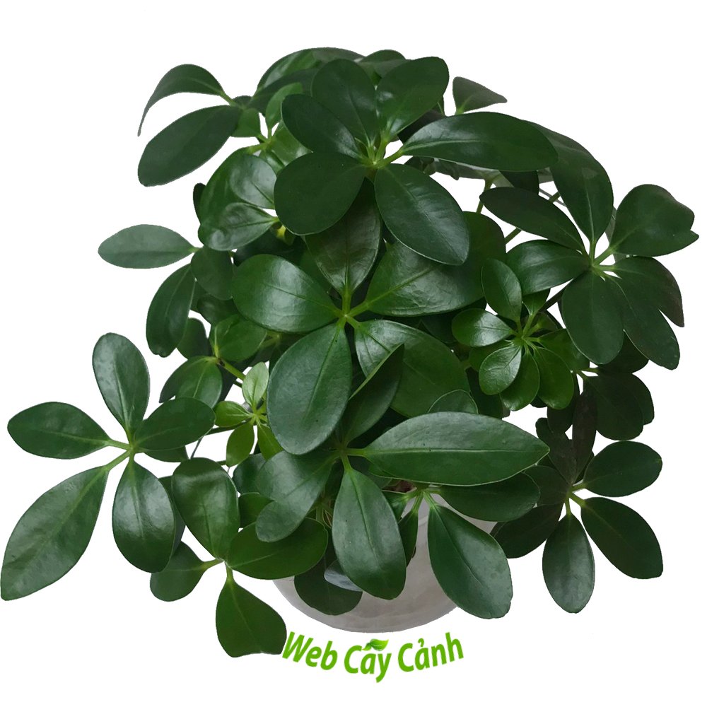 Cây Ngũ Gia Bì Thủy Sinh