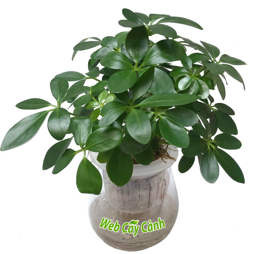 Cây Ngũ Gia Bì Thủy Sinh 2