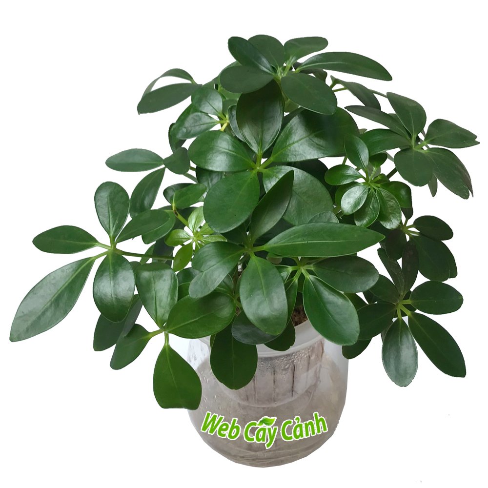 Cây Ngũ Gia Bì Thủy Sinh 3