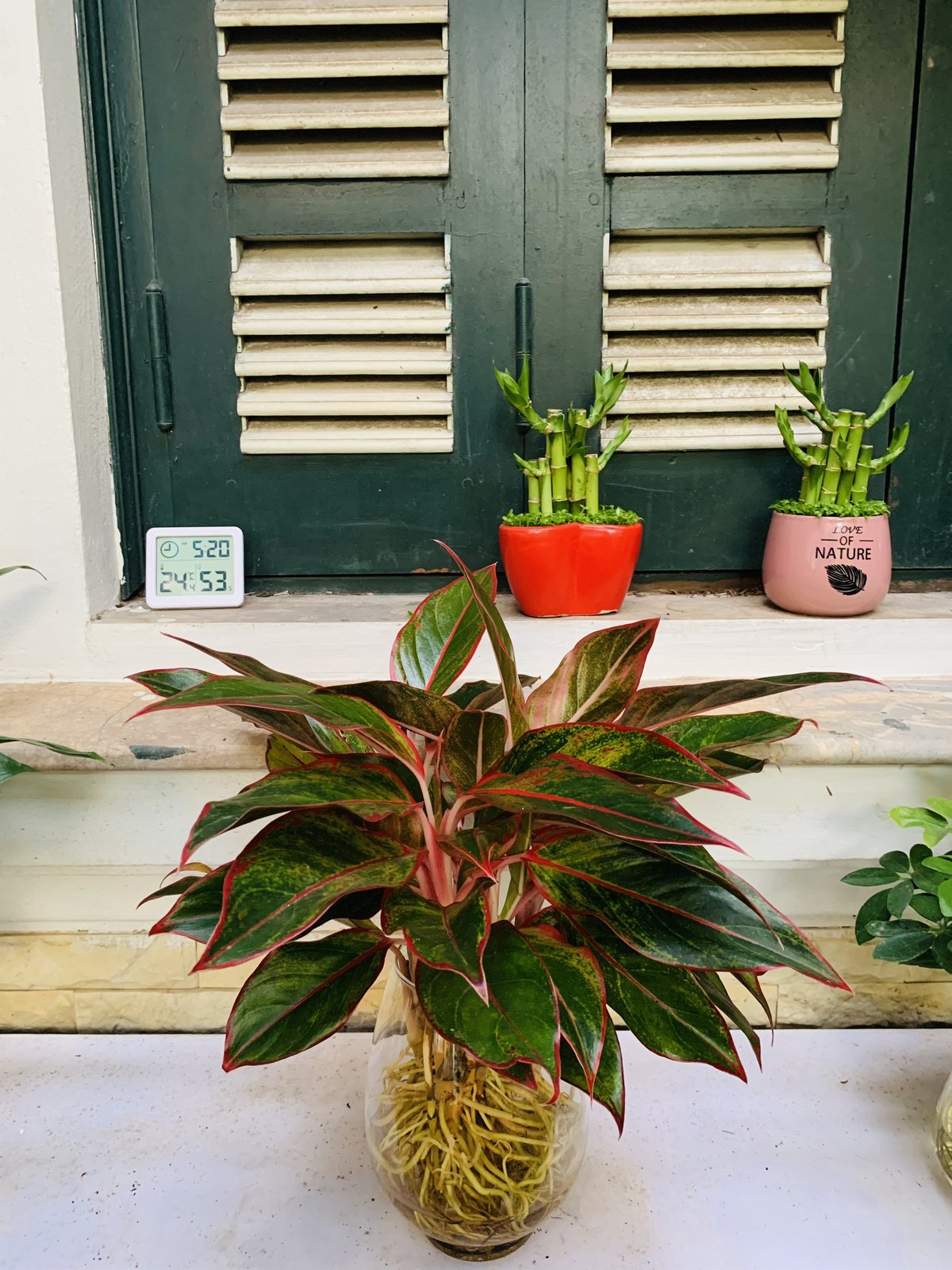 Cây Phú Quý Thủy Sinh 3