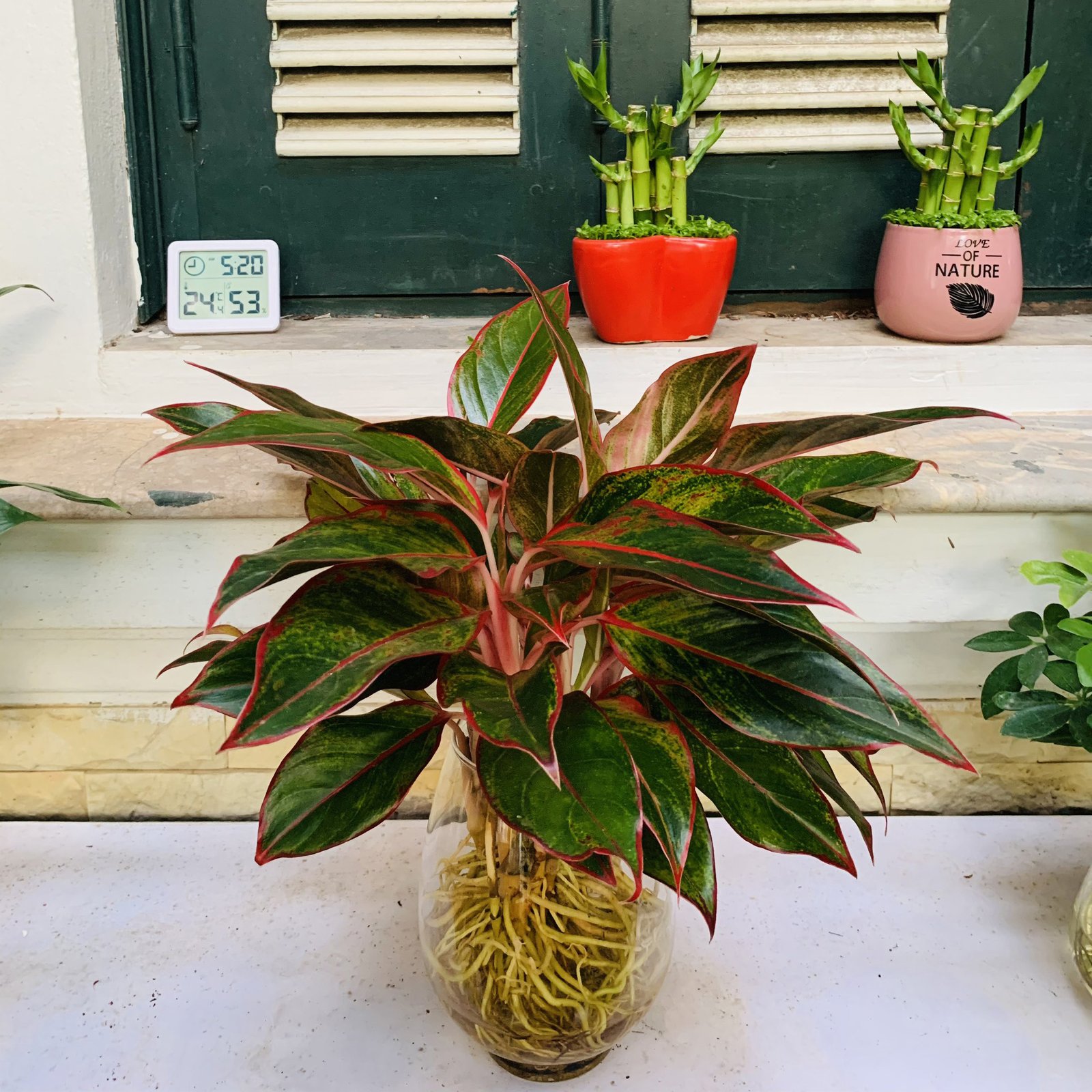 Cây Phú Quý Thủy Sinh 2