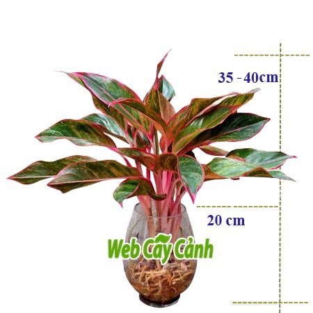Cây Phú Quý Thủy Sinh