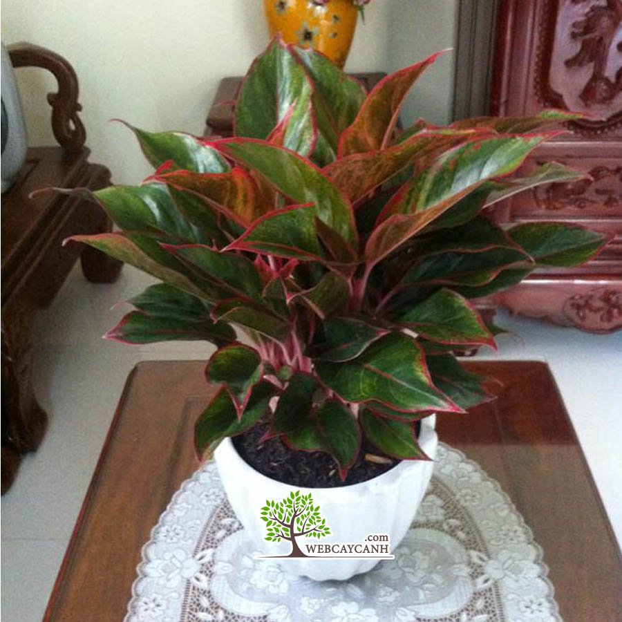 Cây Phú Quý Bụi To