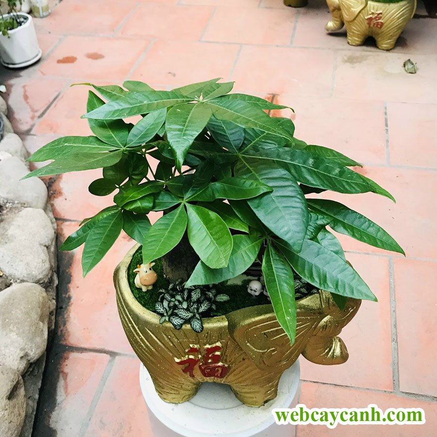Cây Kim Ngân Chậu Con Voi