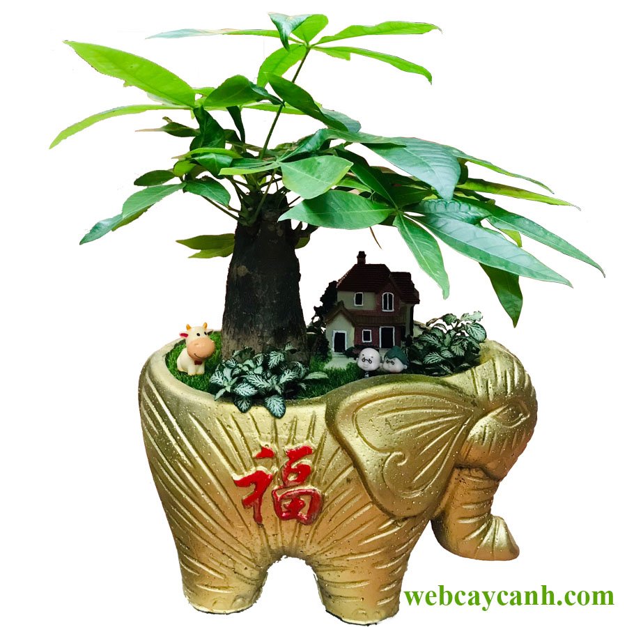 Cây Kim Ngân Chậu Con Voi 2