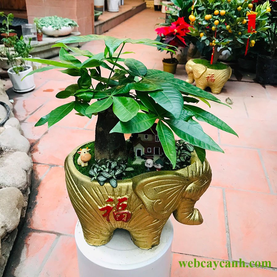 Cây Kim Ngân Chậu Con Voi 3