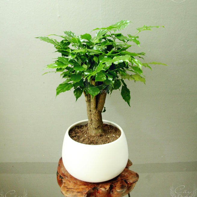 Cây Hạnh Phúc đơn thân để bàn 2