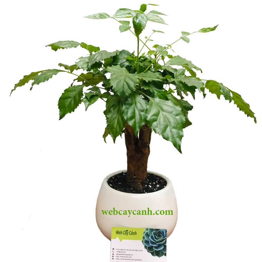 Cây Hạnh Phúc đơn thân để bàn 3