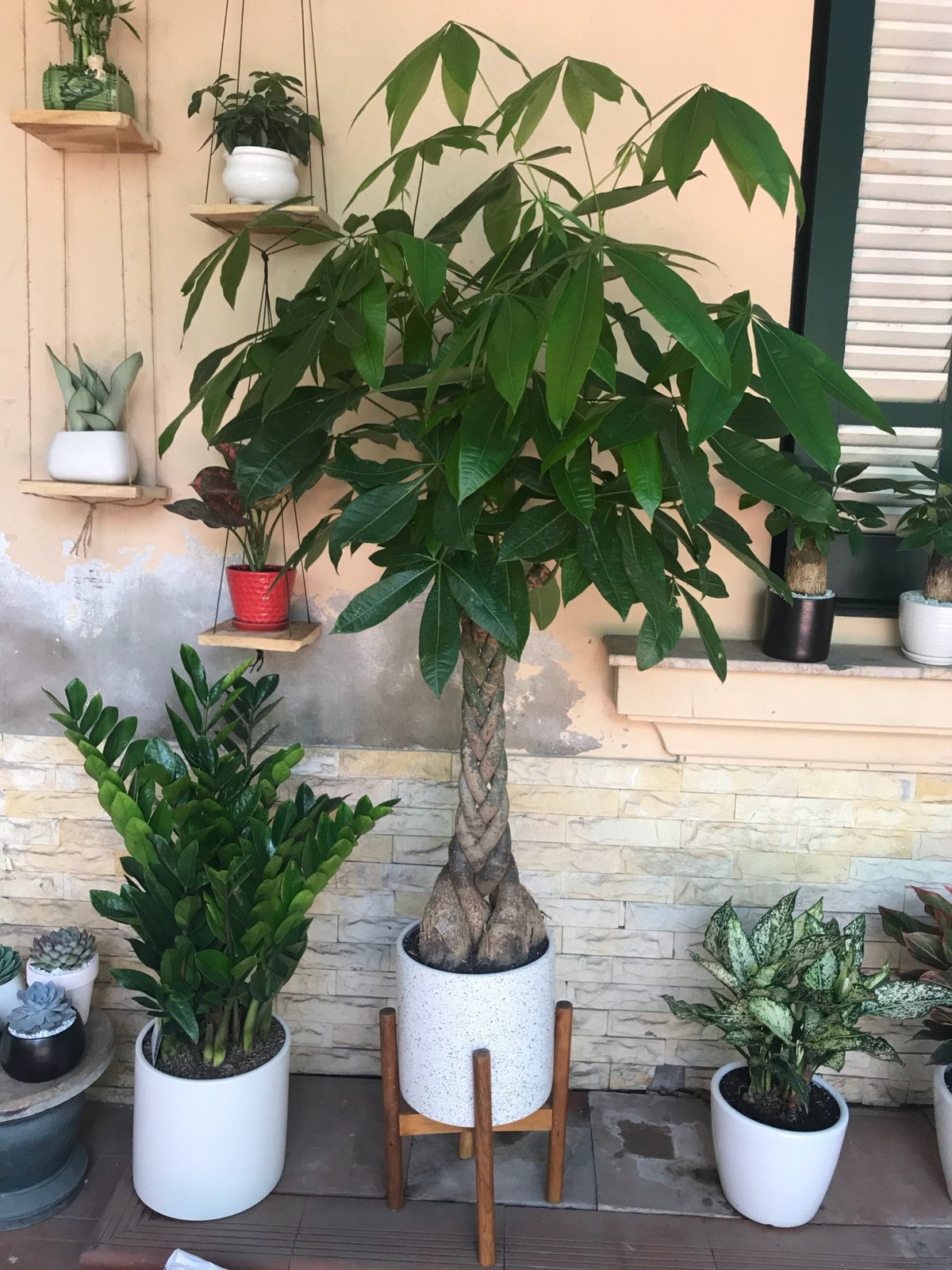 Cây Kim Ngân Xoắn Cao 1m3