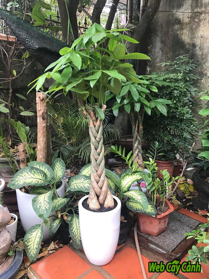 Cây Kim Ngân Xoắn Cao 1m3 2