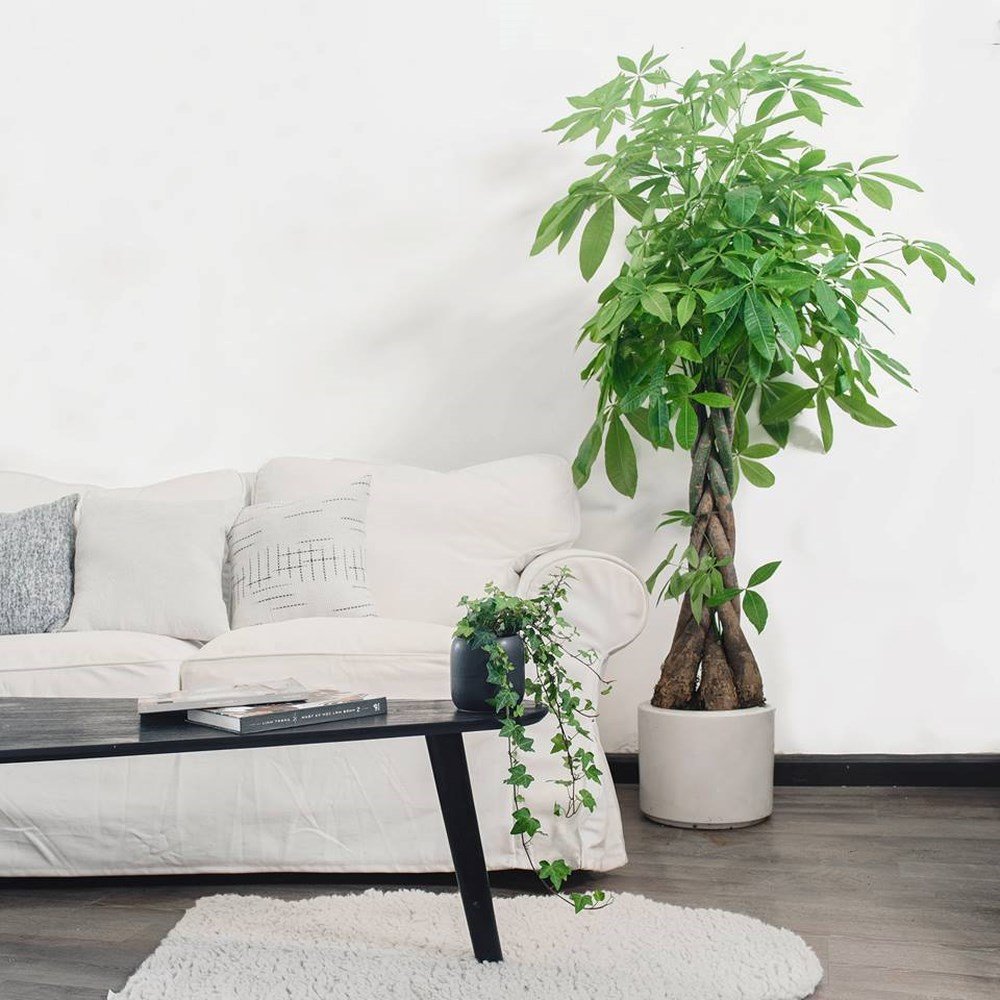 Cây Kim Ngân Xoắn Cao 1m3 3