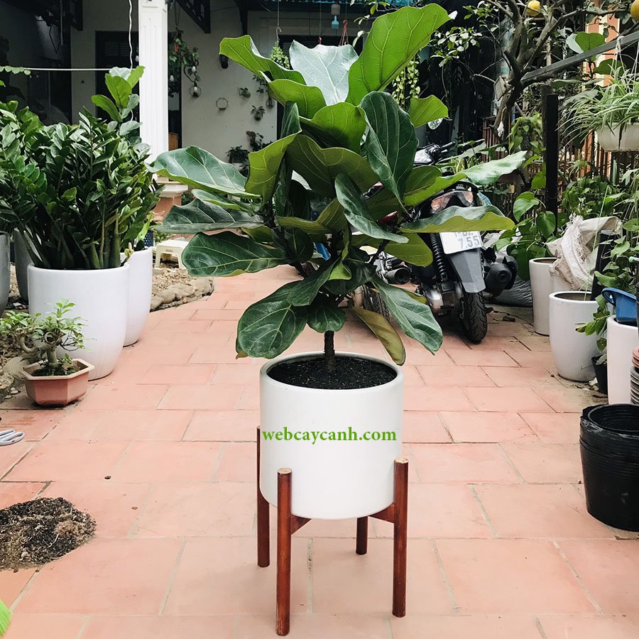 Cây Bàng Singapore nhiều nhánh 3