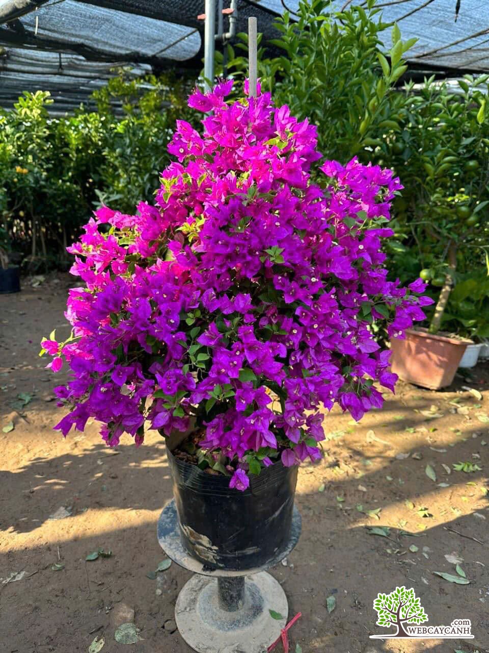 Cây Hoa Giấy
