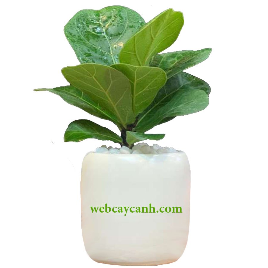 Cây Bàng Singapore để bàn 2