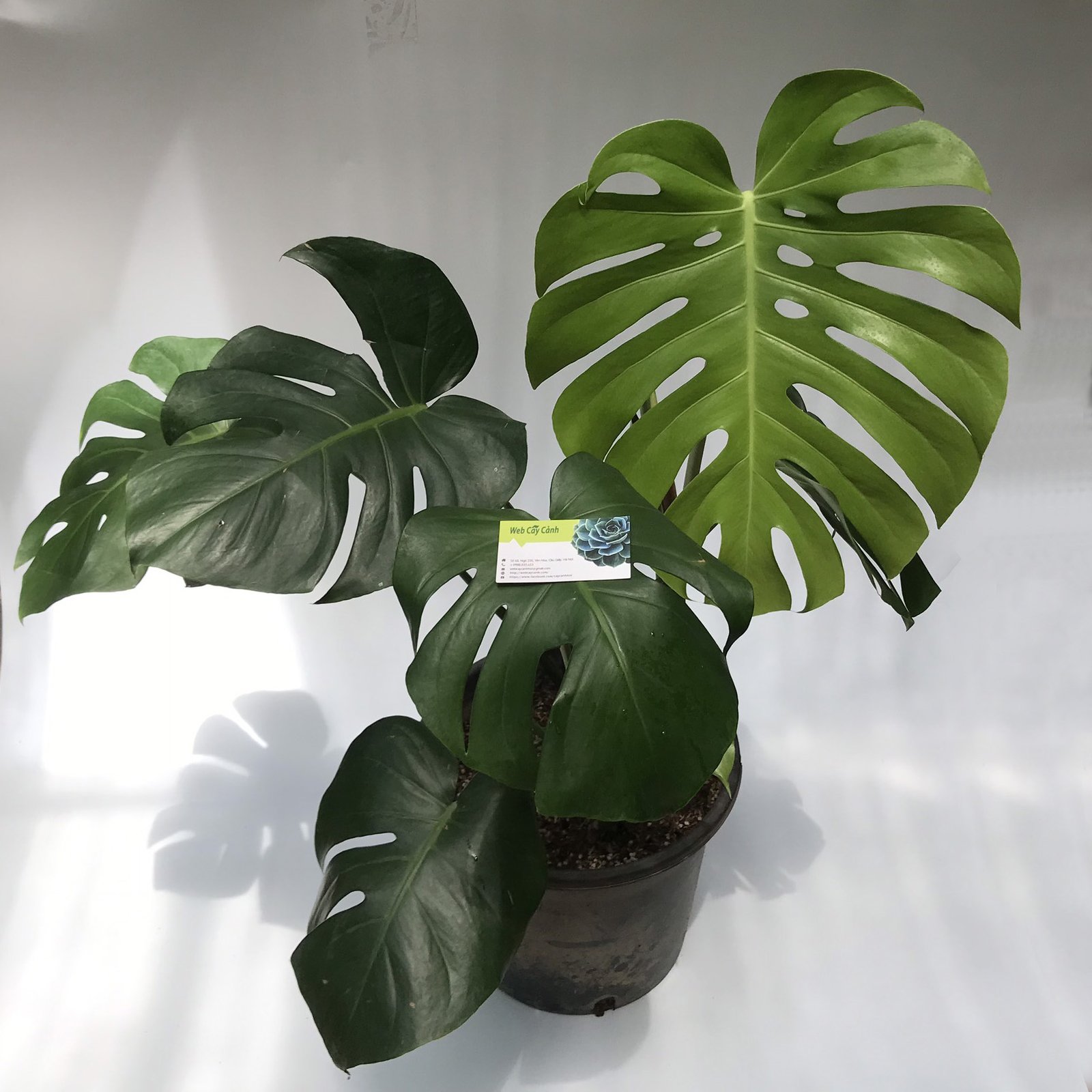 Cây Monstera
