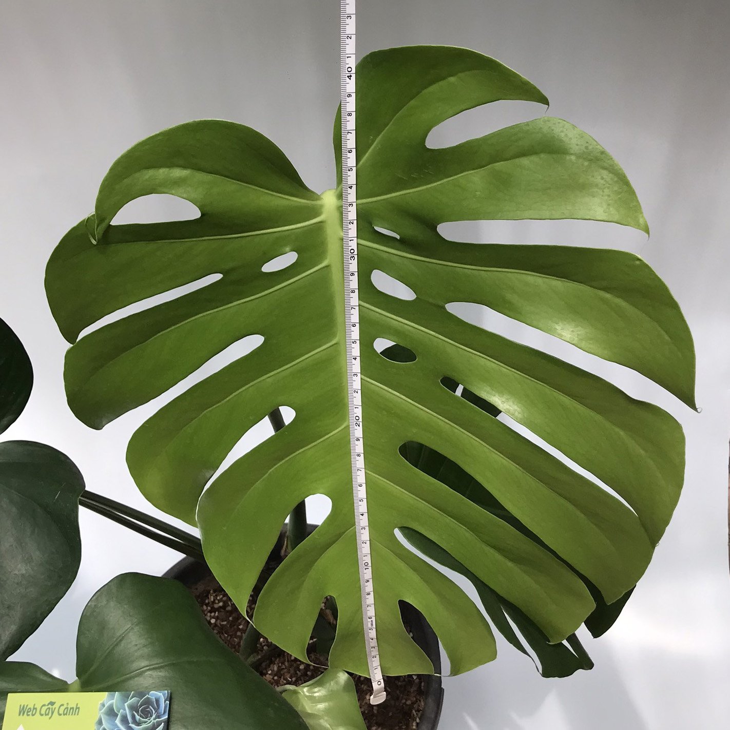 Cây Monstera 3