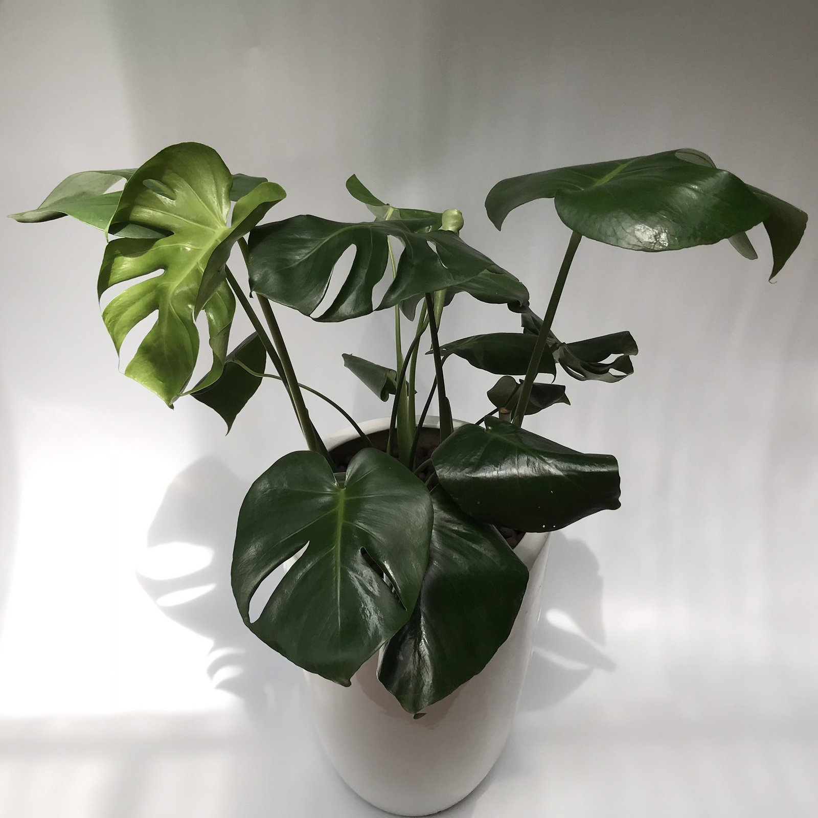 Cây Monstera 2