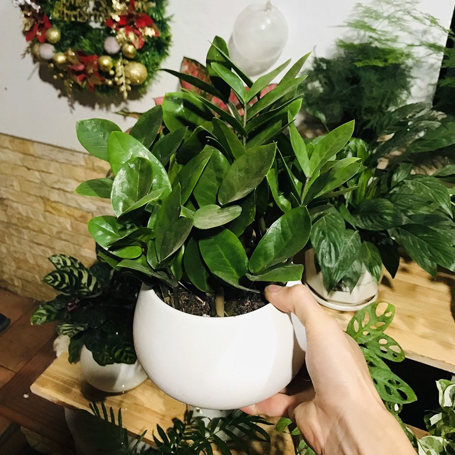 Cây Kim Tiền để bàn bụi to 2