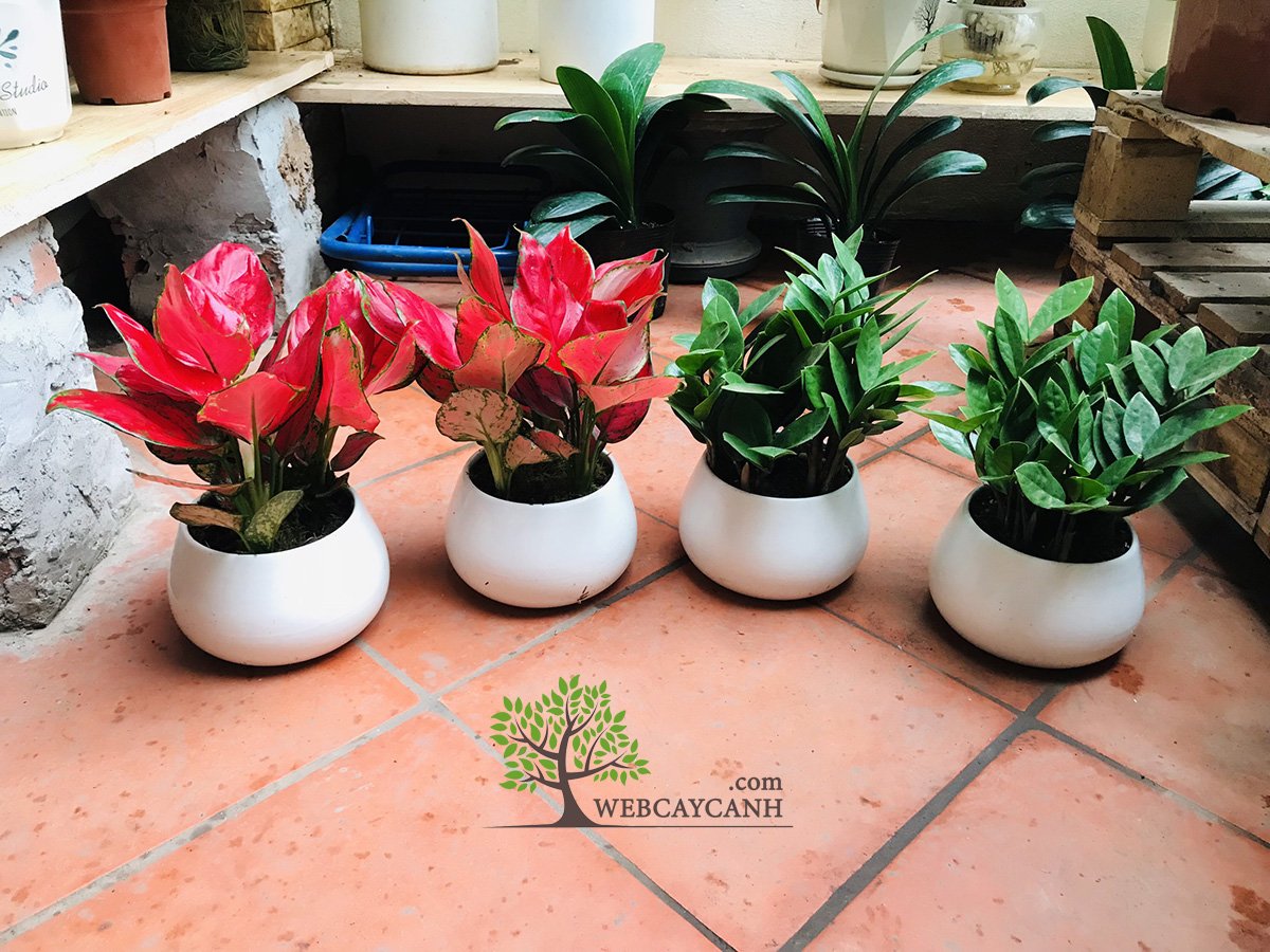 Cây Kim Tiền để bàn bụi to 3
