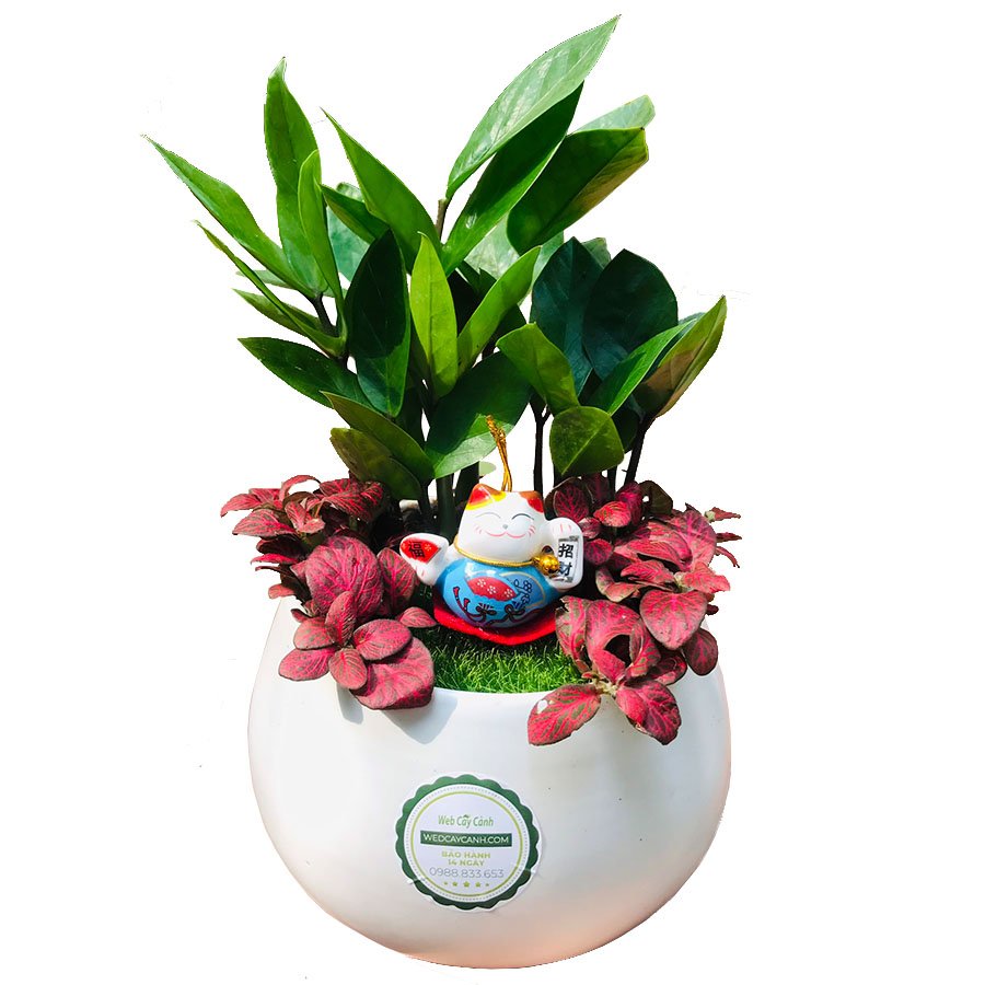 Cây Kim Tiền mix để bàn