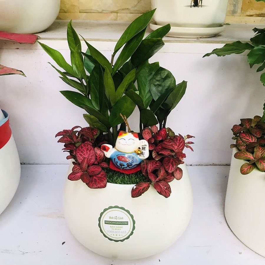 Cây Kim Tiền mix để bàn 2