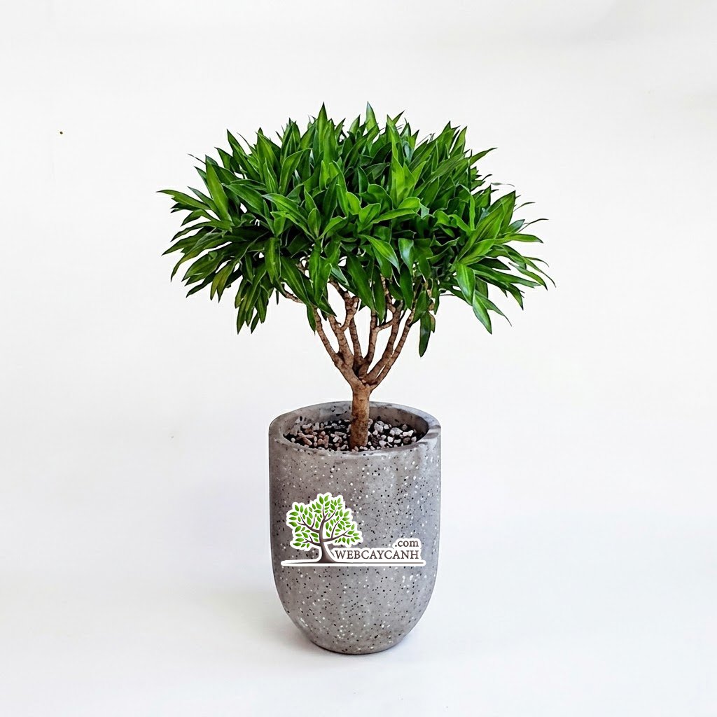 Cây Trúc Bách Hợp 2