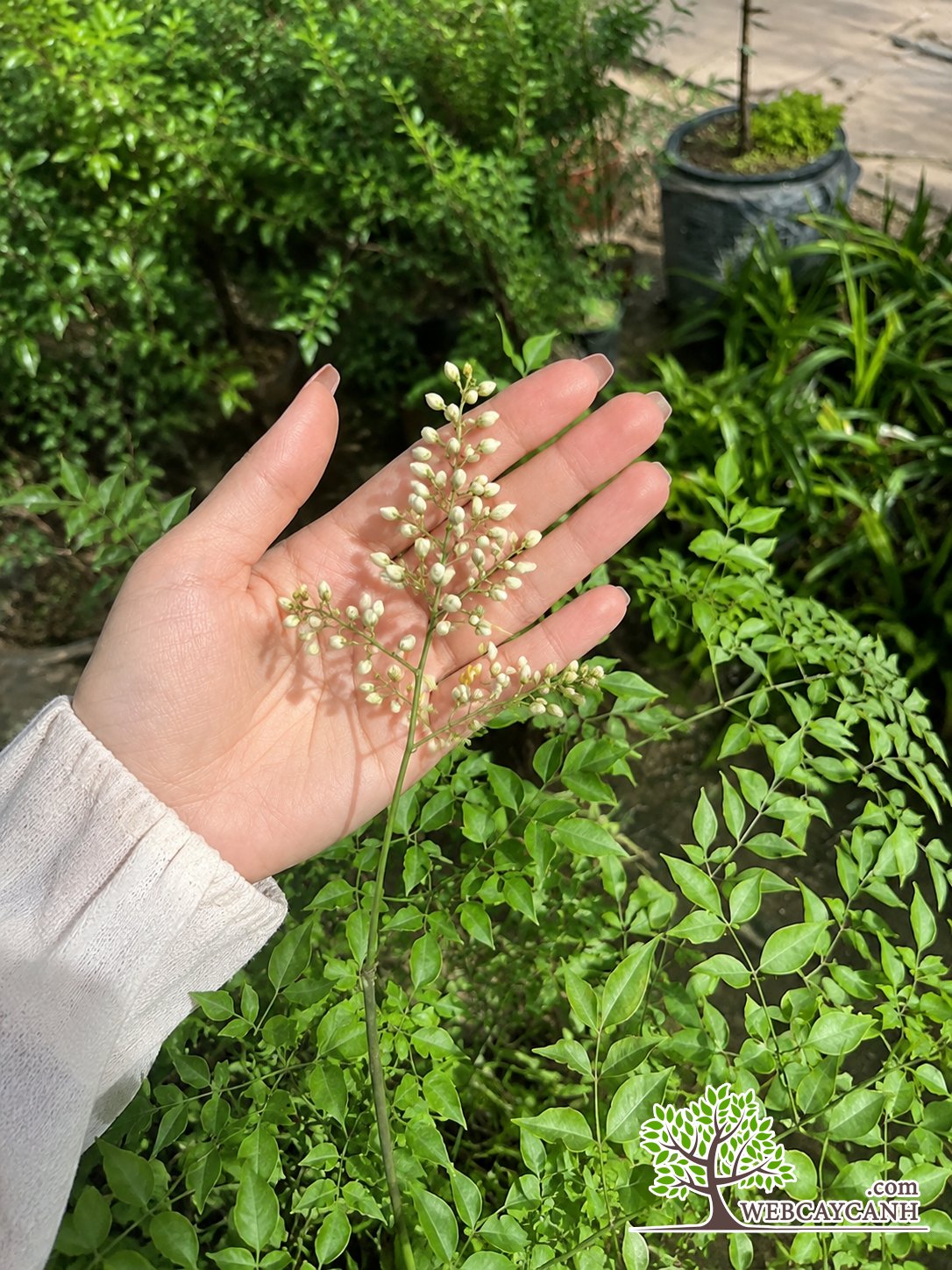 Cây Nam Thiên Trúc 3