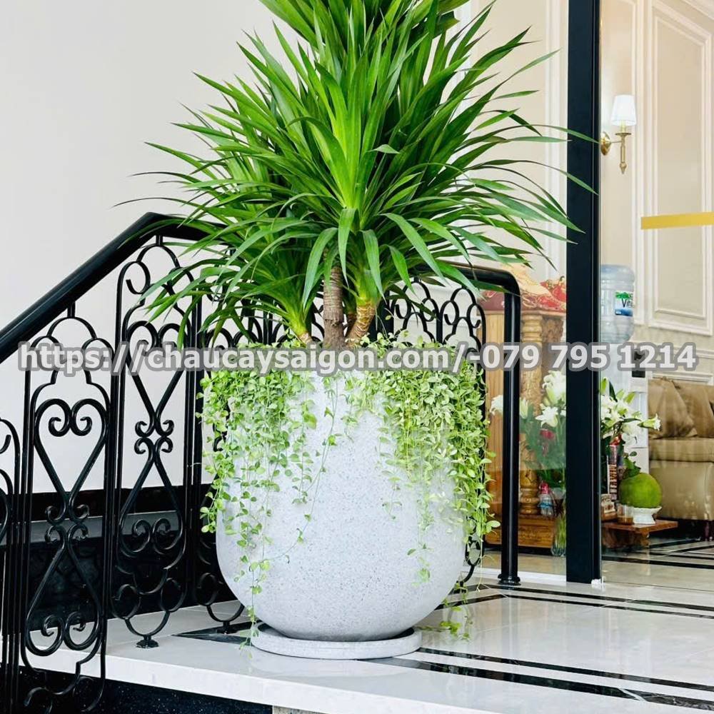 Chậu xi măng tròn giọt nước 3