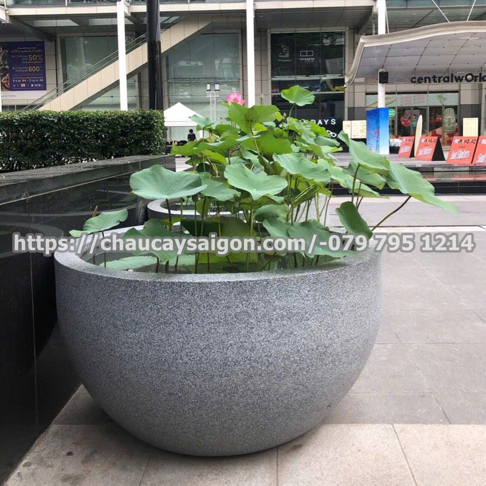 Chậu composite trồng sen,súng